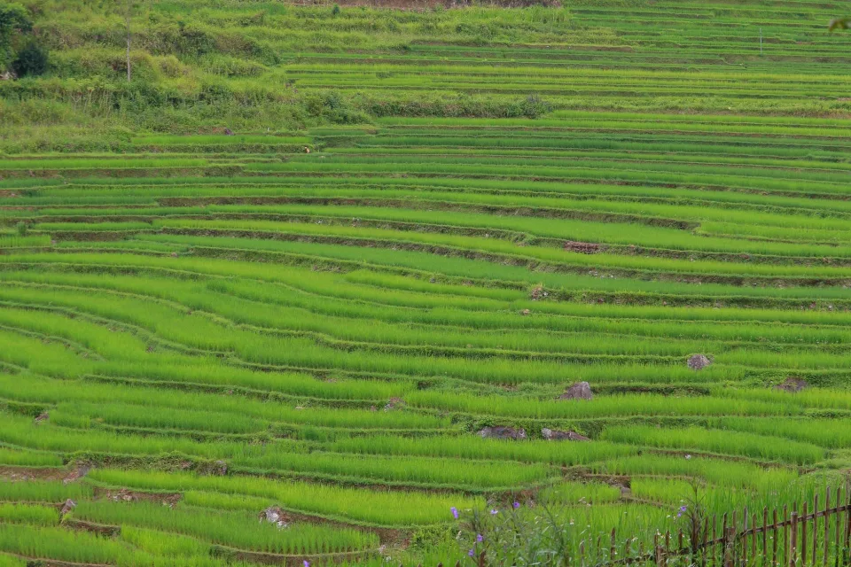 Kho gạo của Nguyễn Văn Chương